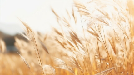 A dry grass and summer season, soft golden bokeh background