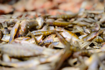 Sun dried fish