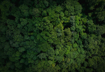 Aerial top view of green trees in forest. Drone view of dense green tree captures CO2. Green tree nature background for carbon neutrality and net zero emissions concept. Sustainable green environment. - obrazy, fototapety, plakaty