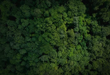 Poster Aerial top view of green trees in forest. Drone view of dense green tree captures CO2. Green tree nature background for carbon neutrality and net zero emissions concept. Sustainable green environment. © Artinun