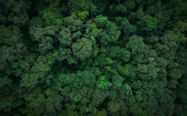Schilderijen op glas Aerial top view of green trees in forest. Drone view of dense green tree captures CO2. Green tree nature background for carbon neutrality and net zero emissions concept. Sustainable green environment. © Artinun