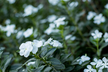 Beautiful white periwinkle flowers in the garden