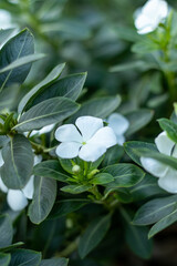 Beautiful white periwinkle flowers in the garden