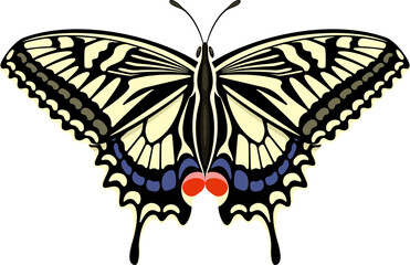 美しい羽を広げたアゲハチョウ　蝶々