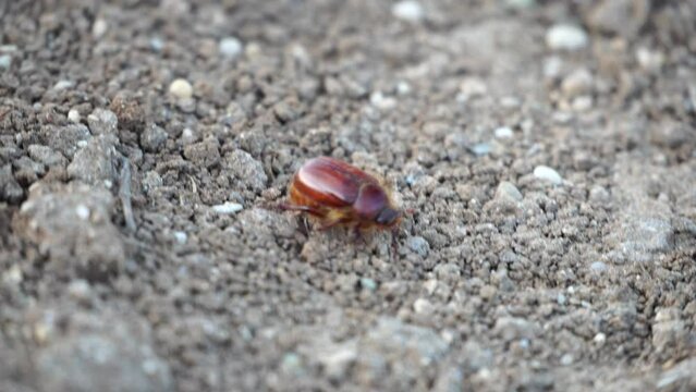Cockchafer Melolontha May Beetle Bug Insect walks on a wooden table. Big beetle with horns close-up. A small live insect in nature crawls, and then flies away.