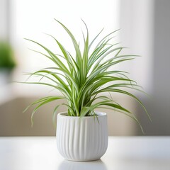 spider plant in a pot on white Background 