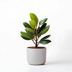 rubber plant in a pot with white background 