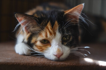 眠たい三毛猫の子猫