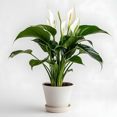 peace lily in a pot - obrazy, fototapety, plakaty