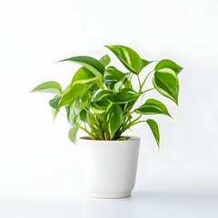 Pothos plant in a pot isolated on white 