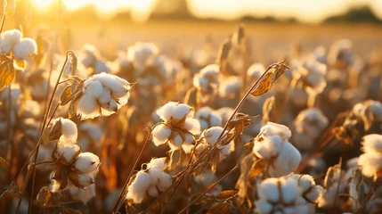 Fotobehang Beautiful Cotton Fields © ASHFAQ