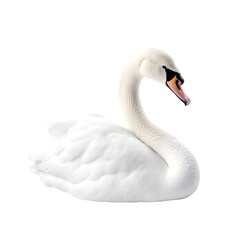 side view, white swan isolated on transparent background.  - obrazy, fototapety, plakaty