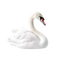 Foto op Aluminium side view, white swan isolated on transparent background.  © Naige