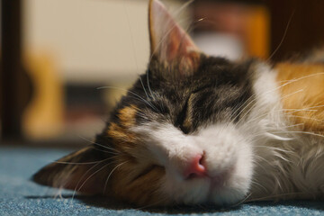 寝ている三毛猫の子猫