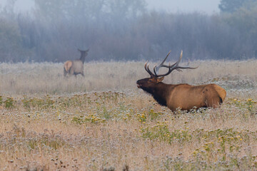 Trophy bull elk (Cervus canadensis) bugling in a grassy meadow with a cow in the background in...