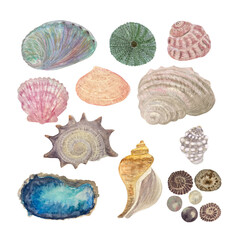 Watercolor set of shells isolated on white