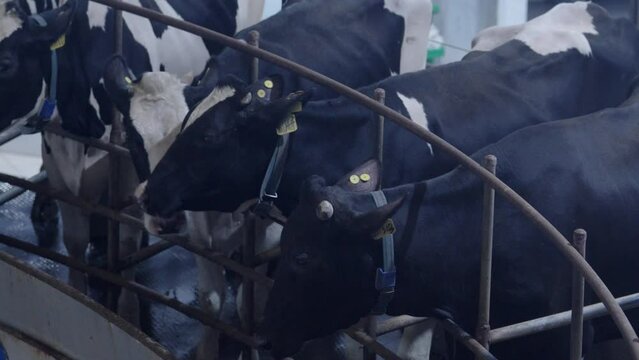 Dairy farm is milking