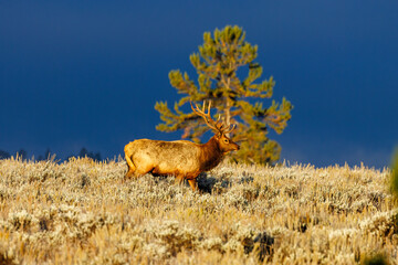 Bull elk (Cervus canadensis) walking on a ridge in Grand Teton National Park, Wyoming during fall