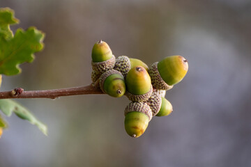acorns and oak leaf