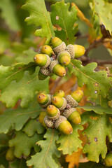 acorns and oak leaf
