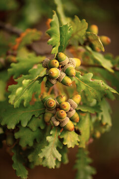 acorns and oak leaf