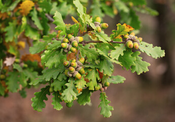 acorns and oak leaf