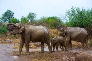 Fototapeta premium A Parade of Elephant