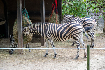 Fototapeta na wymiar Zebras are several species of African equids