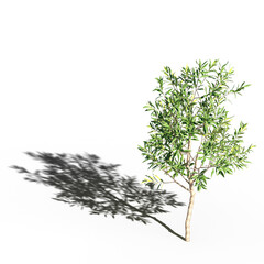 big tree, isolated on white background, 3D illustration, cg render