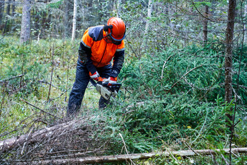Lumberjack working in forest in autumn