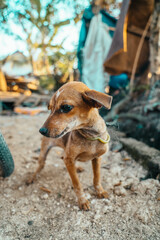 Chained Dog