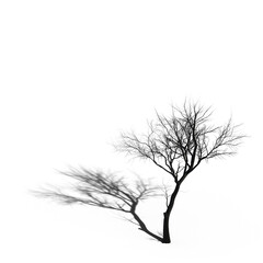 big tree, isolate on a transparent background, 3d illustration