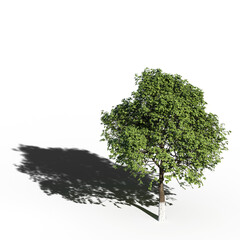 Fototapeta premium big tree, isolate on a transparent background, 3d illustration