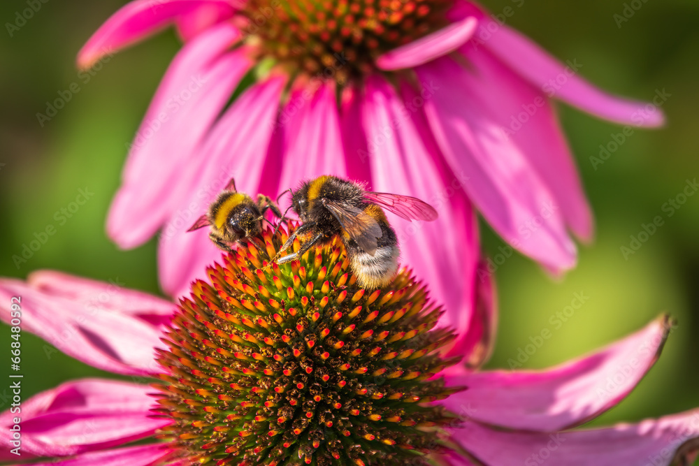 Wall mural A closeup shot of a bee collecting pollen on a purple echinacea flower