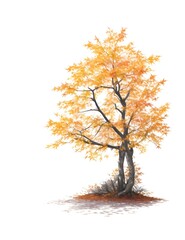 autumn tree isolated on white