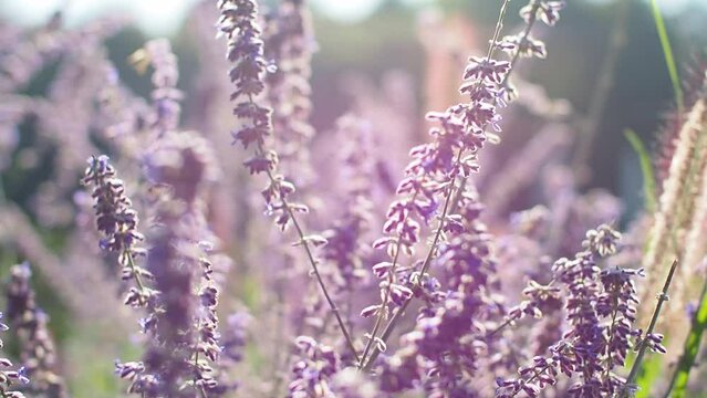 Selective focus violet spire flower in the garden with sunlight, Salvia yangii or Perovskia atriplicifolia. Nature floral pattern background. Fully blossomed shrub of salvia flower in flowerbed garden