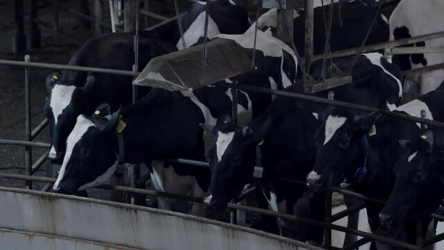 Cows being milked in dairy farm
