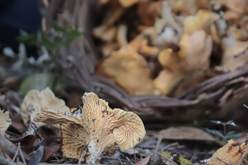 Hand Picking Chanterelle Mushrooms In The Majorca Mountains. Cantharellus Cibarius