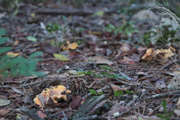 Hand Picking Chanterelle Mushrooms In The Majorca Mountains. Cantharellus Cibarius