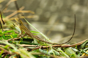 close up of a lizard