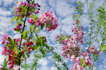 Colorful apple tree in spring in Denmark
