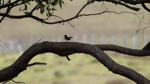 A close-up shot of a Willie Wagtail bird standing on a tree branch.