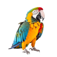 Obraz premium front view, Close up of a yellow, blue Macaw isolated on transparent back ground, facing to camera. 