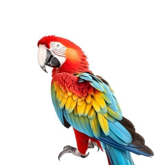 Obraz premium Close up of a colorful Macaw isolated on transparent back ground, looking back to camera. 