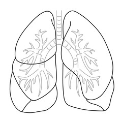 シンプルな肺のイラスト