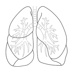 シンプルな肺のイラスト