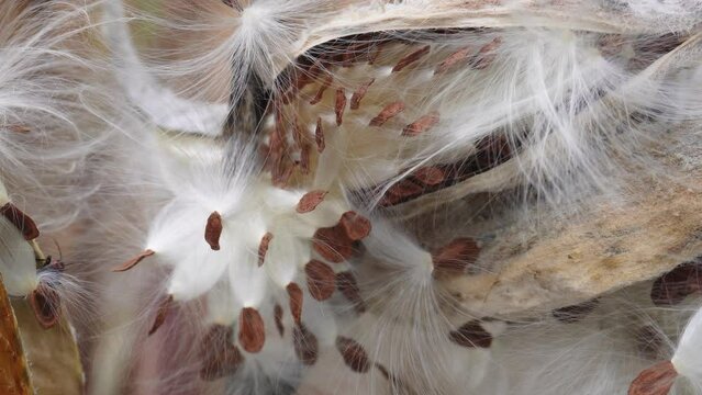 Milkweed seeds blowing in the wind, Dried common milkweed pods, Seeds in the wind, Monarch butterfly host plants