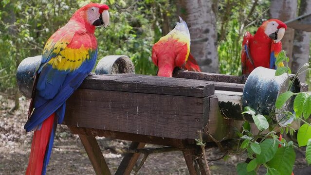 Three Scarlet Macaw parrots eat at Honduras jungle bird feeder
