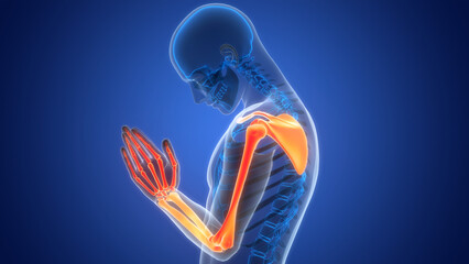 Human Skeleton System Upper Limbs Bone Joints Anatomy