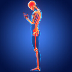 Human Skeleton System Bone Joints Anatomy